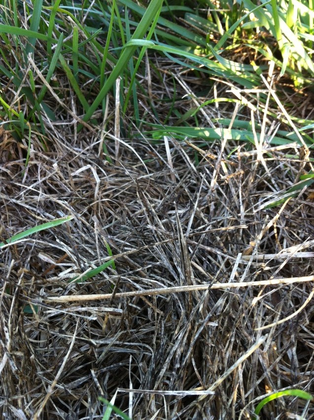 Dealing with Drought Affected Lawns UWMadison Turfgrass Science