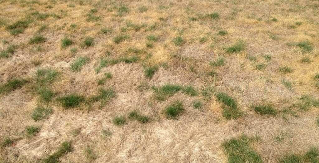 Dealing with Drought Affected Lawns UWMadison Turfgrass Science
