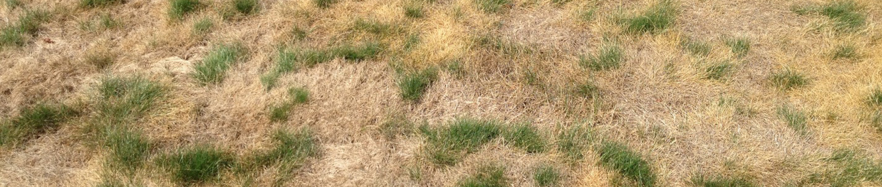 Diseased turfgrass.